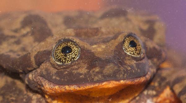 broscuta romeo probleme in dragoste nu si a gasit inca julieta