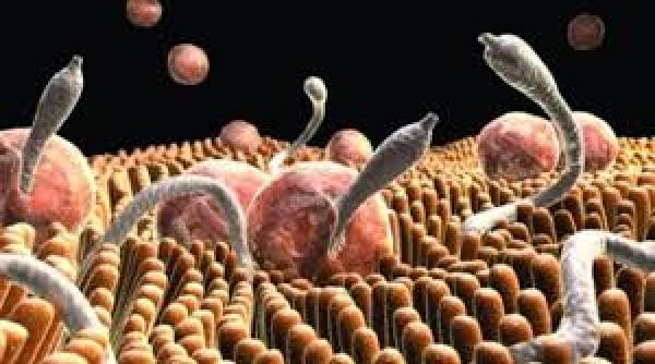 studiu incredibil dar adevarat parazitul care provoaca toxoplasmoza cheia succesului in afaceri