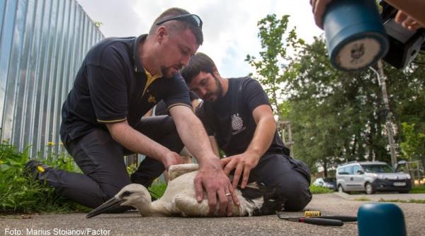 uite barza aplica ia mobila care salveaza berzele