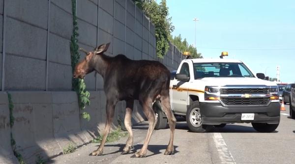 un elan ratacit s a plimbat in voie intr un oras din letonia