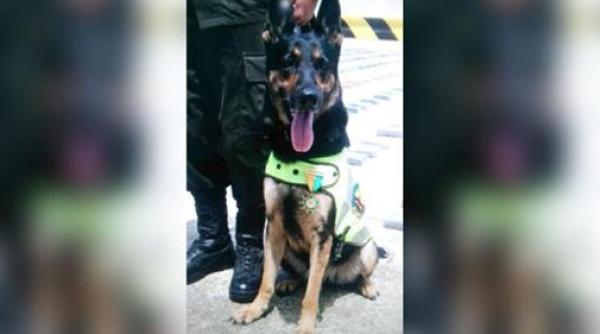 caine politist amenintat cu moartea de mafie