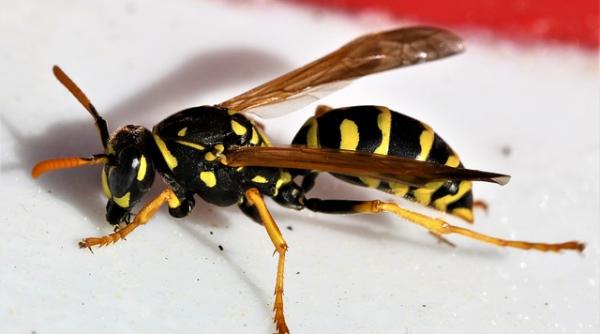 barbat la cules de mere decedat de la o in epatura de viespe