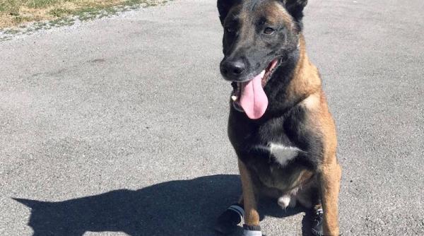 cainii politisti din zurich au primit incaltaminte pentru a putea patrula si pe astfaltul incins