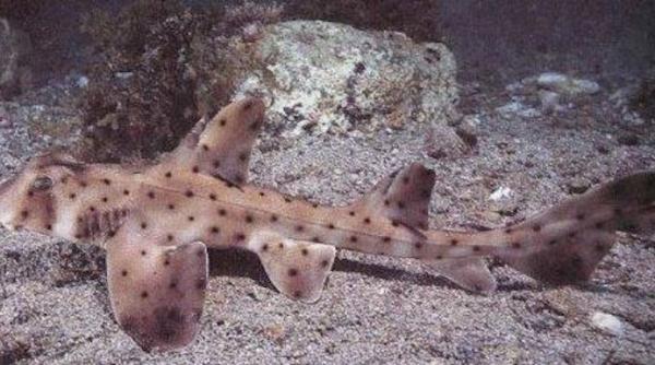 furt neobi nuit la acvariul san antonio din texas