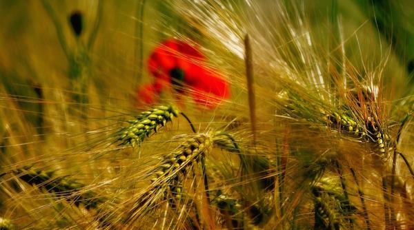 sprijin agricultori afectati de seceta decizia comisiei europene