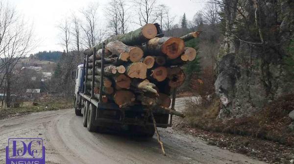 taieri ilegale din paduri romsilva bilantul pagubelor