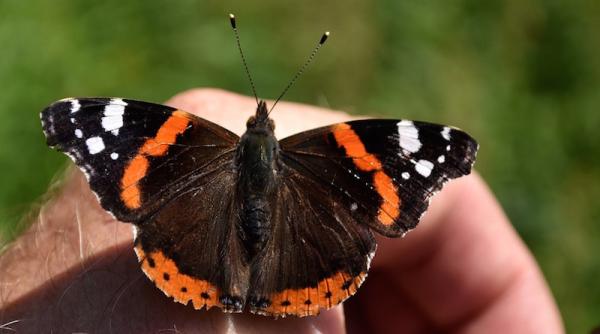 ini iativa de mediu germanii invitati sa numere insectele