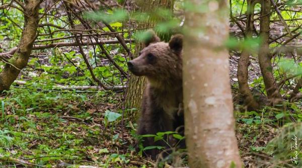 intalnire cu ursul interven ia jandarmilor montani
