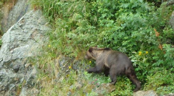 nou atac al ursilor la baile tusand tibor de ceea ce ne era frica nu am scapat