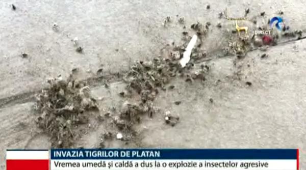 romania invazie de insecte tigrii de platan doar trei milimetri dar foarte periculo i