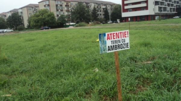 alerta ambrozia face ravagii mii de romani au ajuns deja la medici