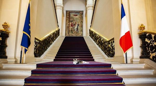 nomi pisica ambasada frantei