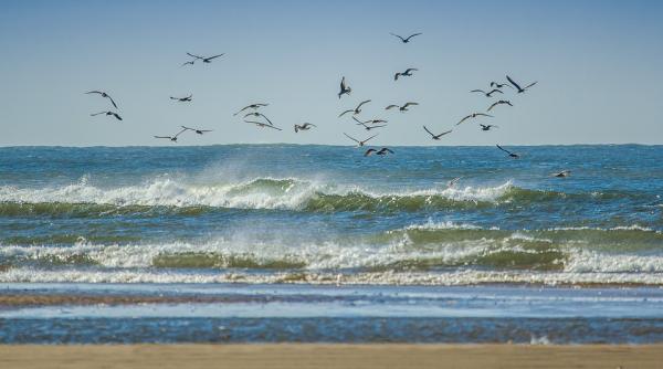 eforie nord plaja trupul unui adolescent adus de valuri la mal