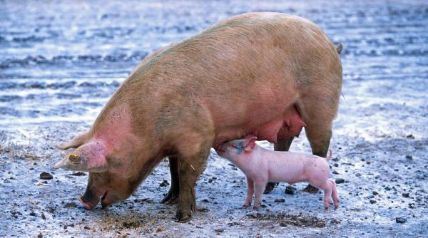 pesta porcina ansvsa desfiin eaza scenariile din online