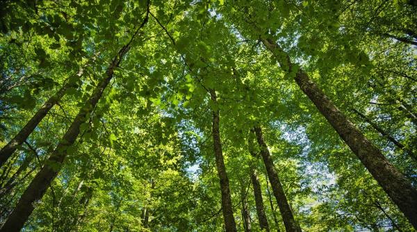 romsilva certificarea managementului forestier pentru zeci de mii de hectare de paduri