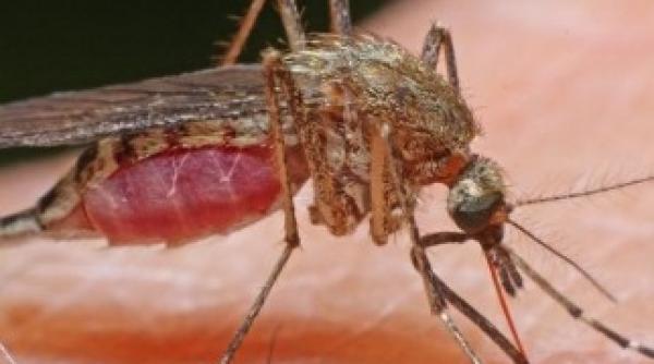 west nile prima victima un gala ean 11 cazuri de infec ie noi