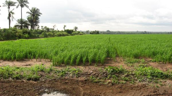 romania pierde sute de hectare de teren anual