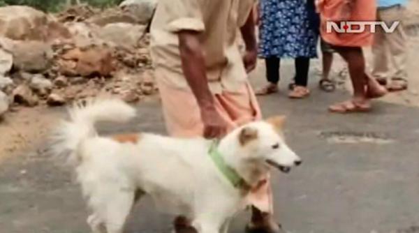 un caine a salvat de la moarte o familie din india