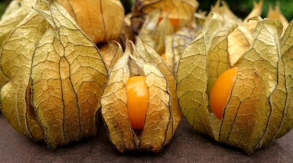 physalis fructul cu mai multa vitamina c decat lamaia