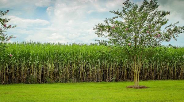 trestia de zahar pierde teren china influen eaza agricultura din brazilia