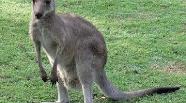 australia tendoanele de canguri ar putea inlocui ligamentele umane