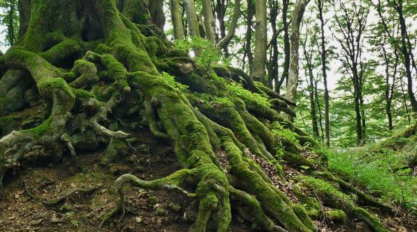 patriarhul daniel predica despre minunea de la neam