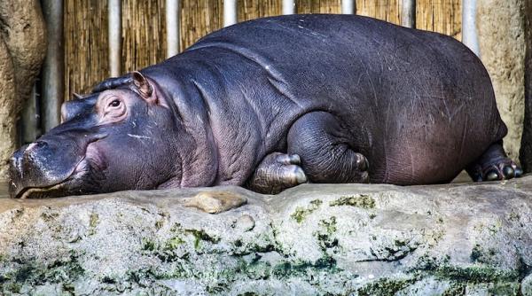 cea mai batrana femela hipopotam din lume in captivitate a murit la ierusalim