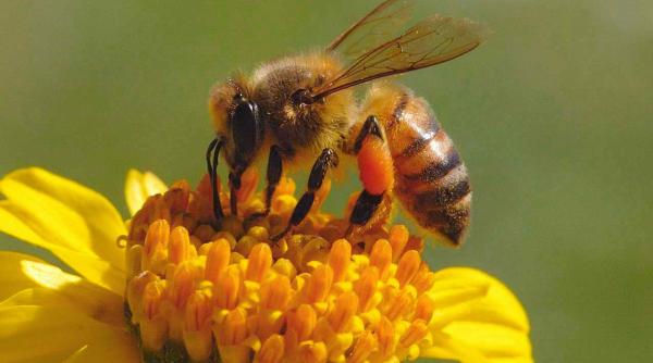 pastura sau painea albinelor ajutor in slabire i detoxifiere