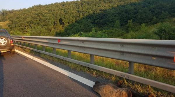 urs omorat pe autostrada vorbim deja de un fenomen