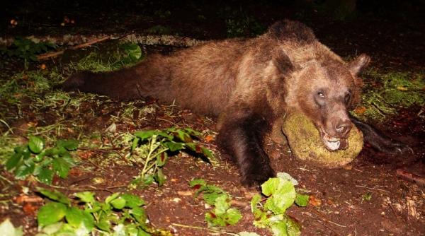 urs cautat pentru a fi prins este agitat a intrat intr un liceu