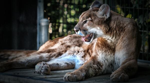 craiova gradina zoologica ursuletii coati noua atractie