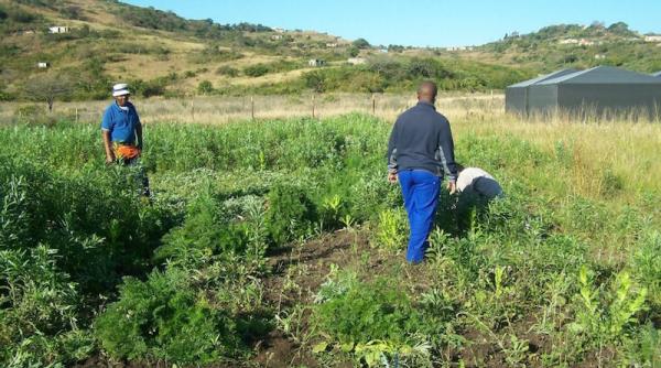 fermele albilor in africa de sud implicarea statelor unite