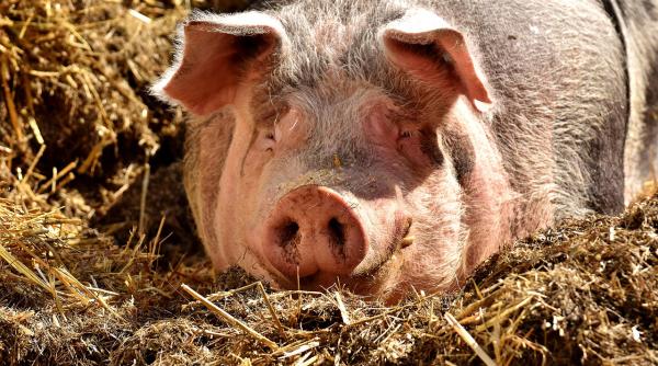 braila  pesta porcina  confirmata in cea mai mare ferma din romania   a doua din europa