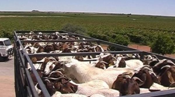 cluj napoca miting veganii cer oprirea uciderii animalelor pentru consum