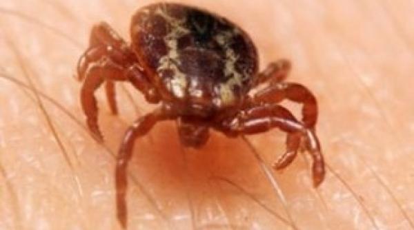 suedia capusa gigantica descoperita in premiera