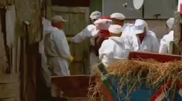 alerta veterinari fal i in satele fara pesta porcina