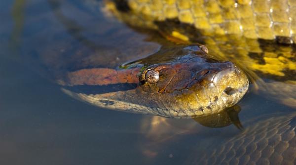 alerta de anaconda arpele cautat intr un lac din germania