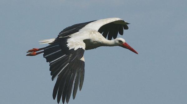 berzele au fost generoase in 2018 peste 1 600 de cuiburi noi i peste 5 300 de pui de barza in romania