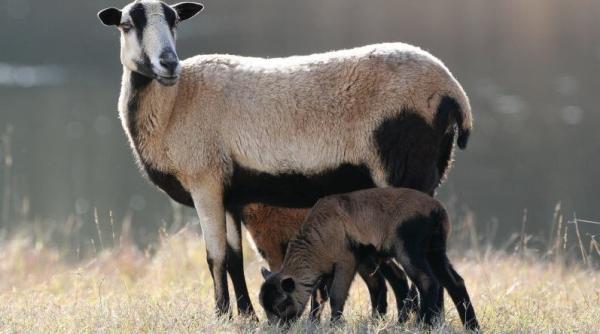 pesta micilor rumegatoare eful ansvsa am dialog permanent cu ce