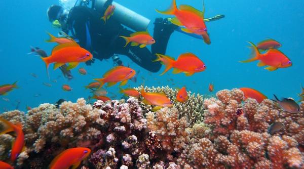 recifele coraliene din maya bay au inceput sa se regenereze
