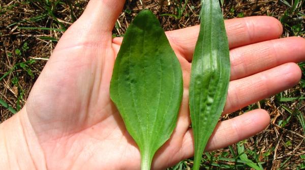 patlagina beneficii cel mai folosit medicament