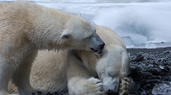 modificari climatice amenintarea majora a ecosistemele de pe terra