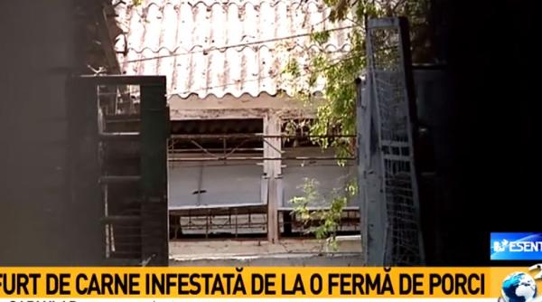 pesta porcina carne de porc sustrasa dintr o ferma