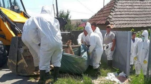 pesta porcina sorin mare popula ia dezinformata cu ipoteze alarmante