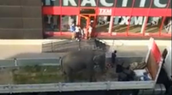 tudor ionescu despre circul care a scos elefantul pe strazi sa intervina