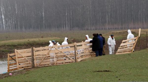 peste porcina adevarul despre vinova i dorel a umplut romania de pesta
