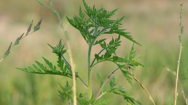 ambrozie planta medic raspandire alarmanta in ultimii ani