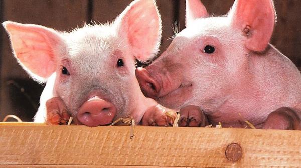 focare de pesta porcina africana statistica la zi