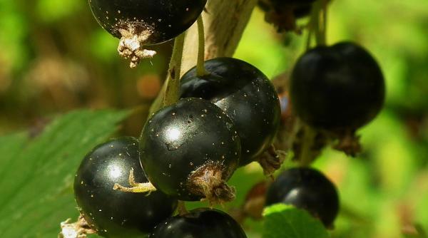 alimente negre dar super sanatoase de ce sunt pline de beneficii