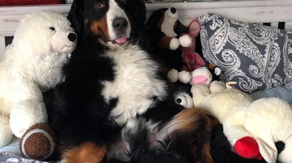 gabriel cocu specialist in dresaj canin gre eala pe care o fac stapanii de animale video